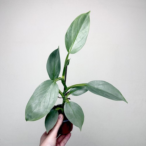 Philodendron Silver Queen Filodendron P9 #2