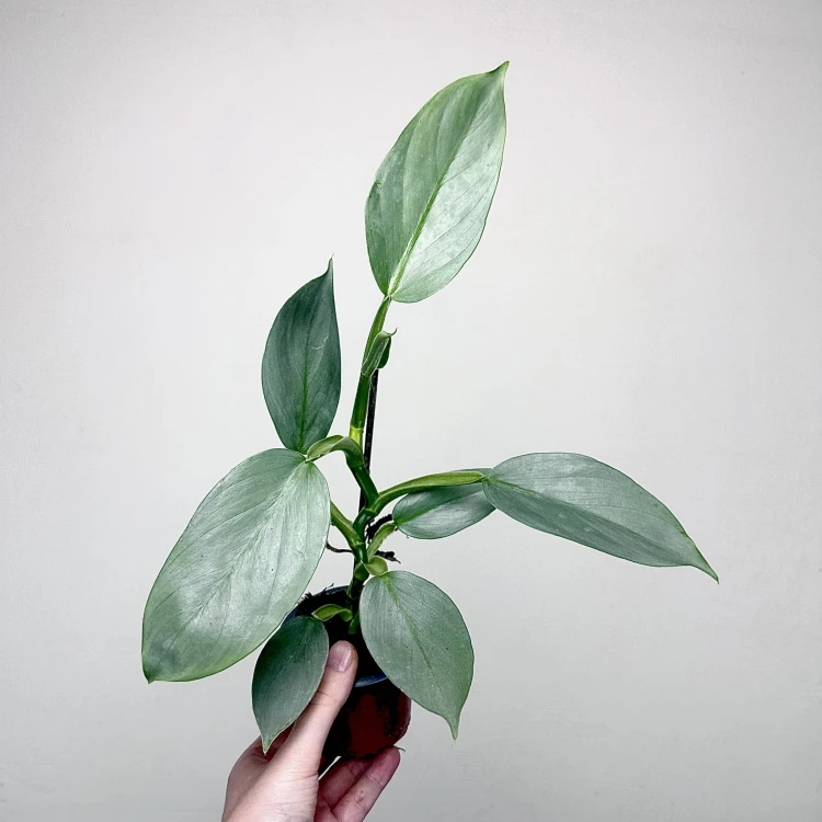 Philodendron Silver Queen Filodendron P9 #2