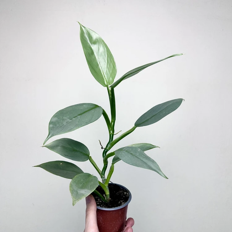 Philodendron Silver Queen Filodendron P9 #3
