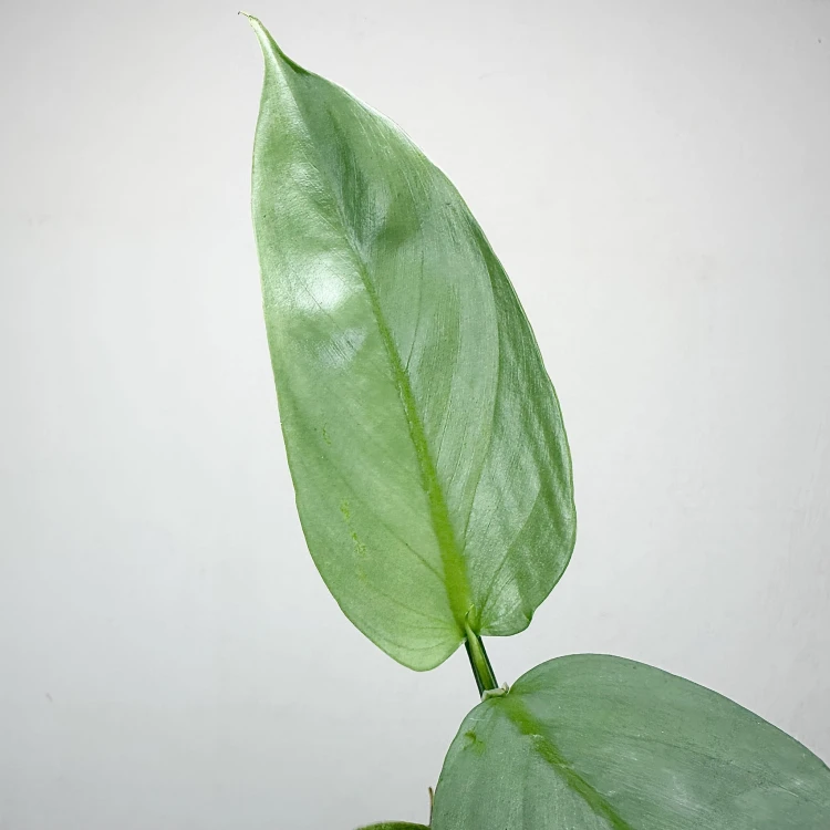 Philodendron Silver Queen Filodendron P9 #4