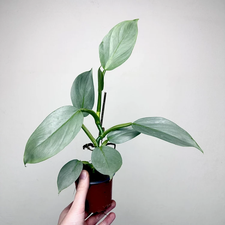 Philodendron Silver Queen Filodendron P9 #5