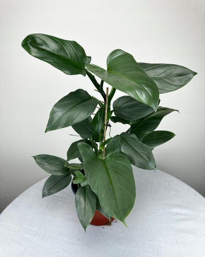 Philodendron Silver Queen Filodendron P19 #1