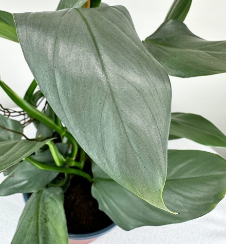 Philodendron Silver Queen Filodendron P19 #2