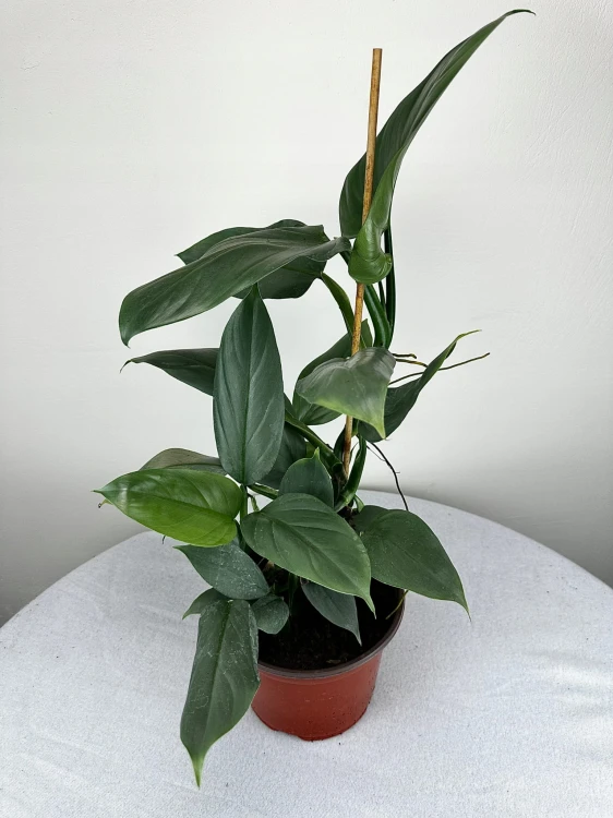 Philodendron Silver Queen Filodendron P19 #3