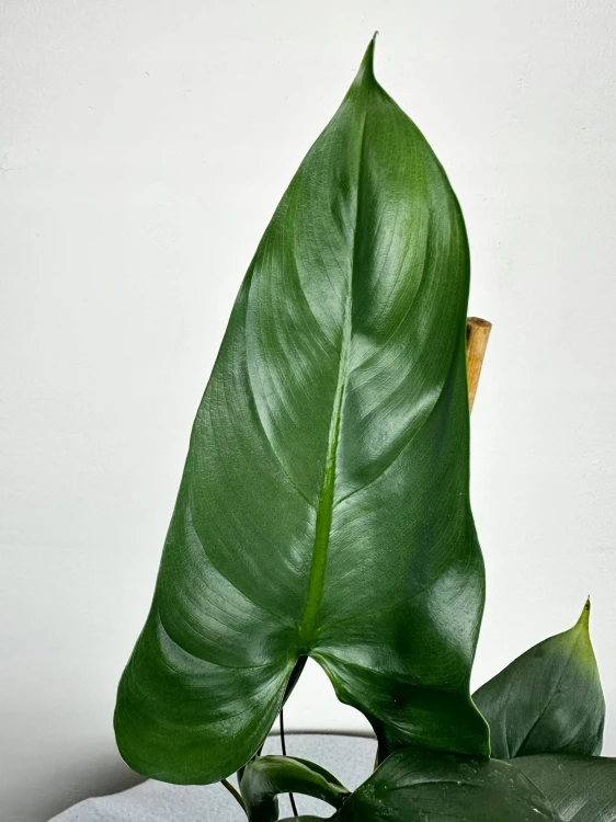 Philodendron Silver Queen Filodendron P19 #4