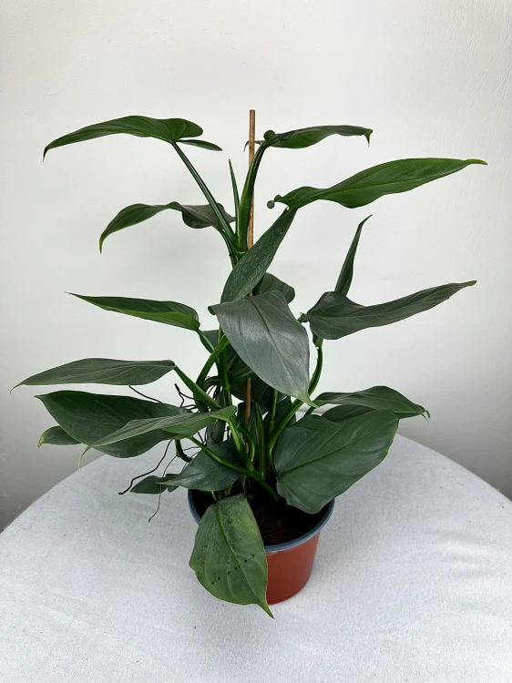 Philodendron Silver Queen Filodendron P19 #5