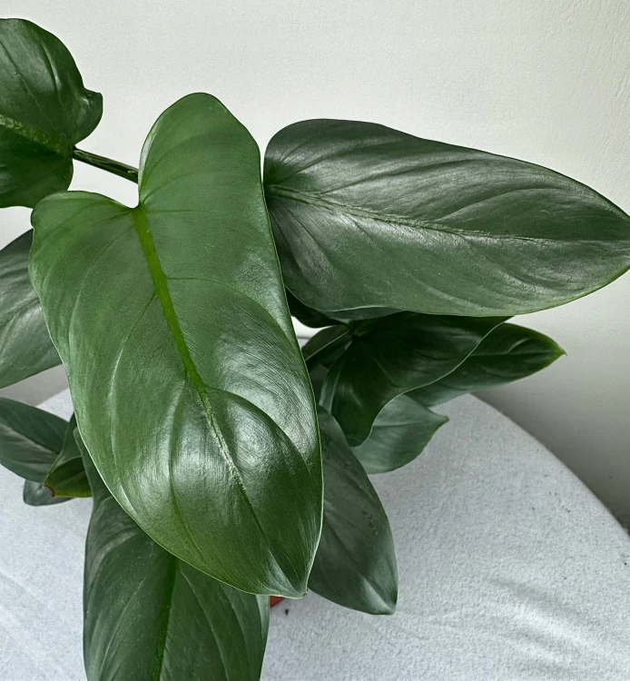 Philodendron Silver Queen Filodendron P19 #6
