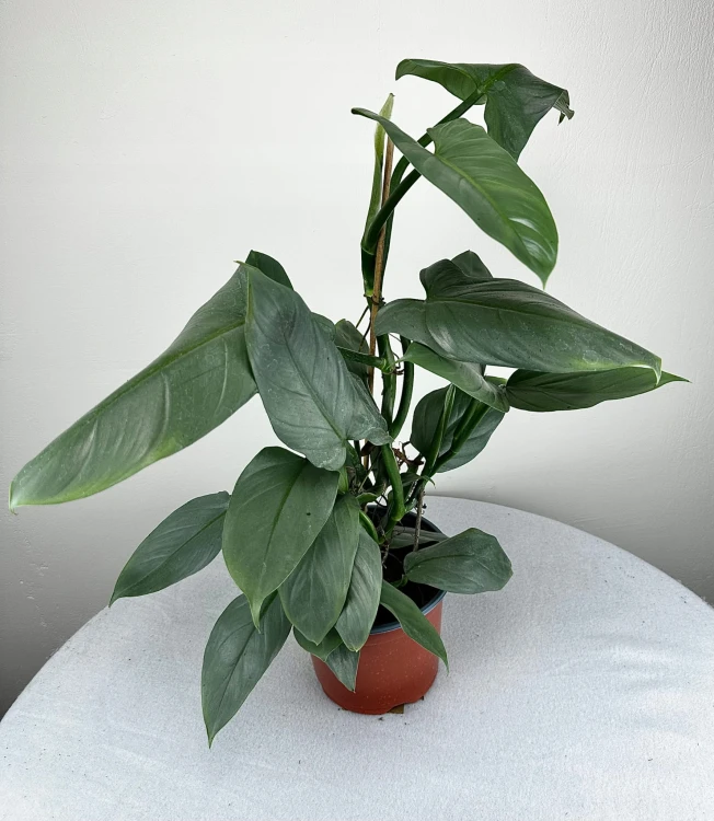 Philodendron Silver Queen Filodendron P19 #7
