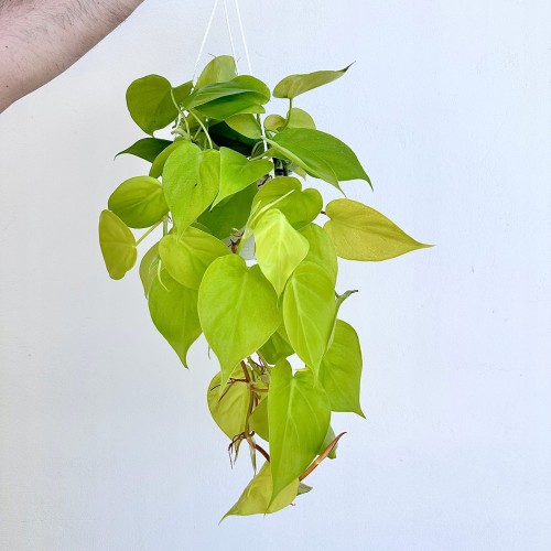 Philodendron Lemon Lime Filodendron P15 wisząca #1