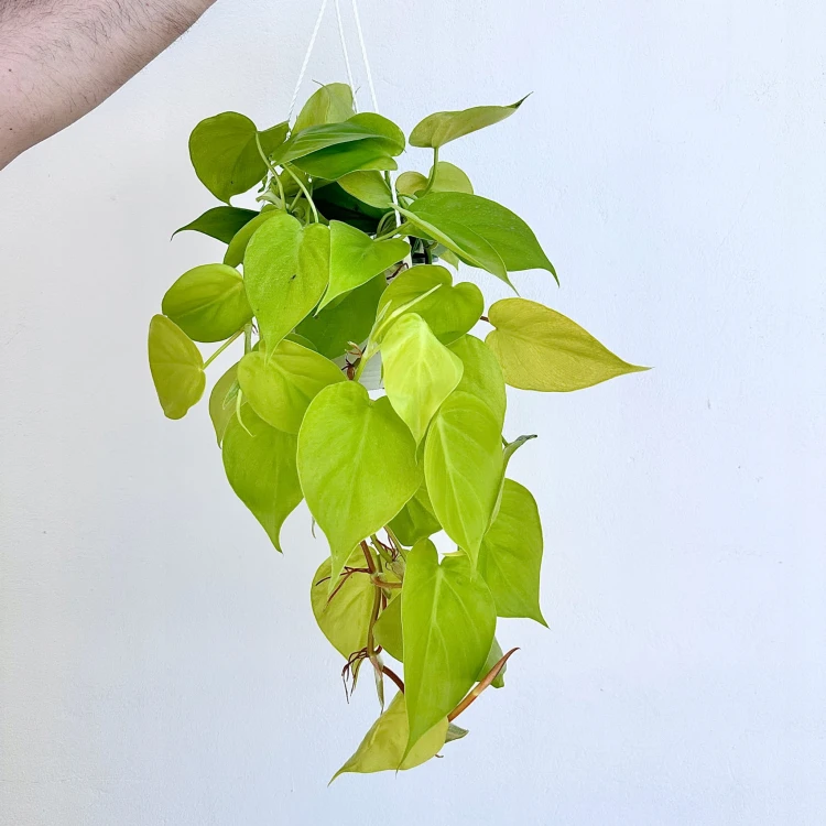 Philodendron Lemon Lime Filodendron P15 wisząca #1
