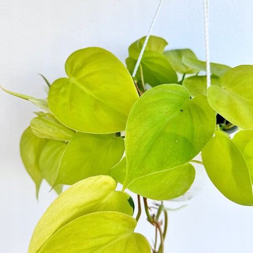 Philodendron Lemon Lime Filodendron P15 wisząca #2