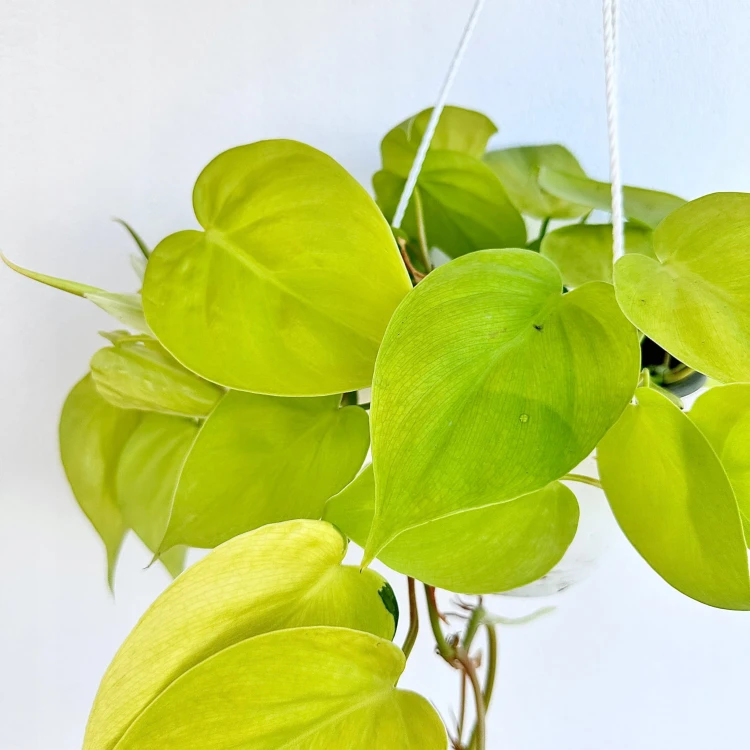 Philodendron Lemon Lime Filodendron P15 wisząca #2