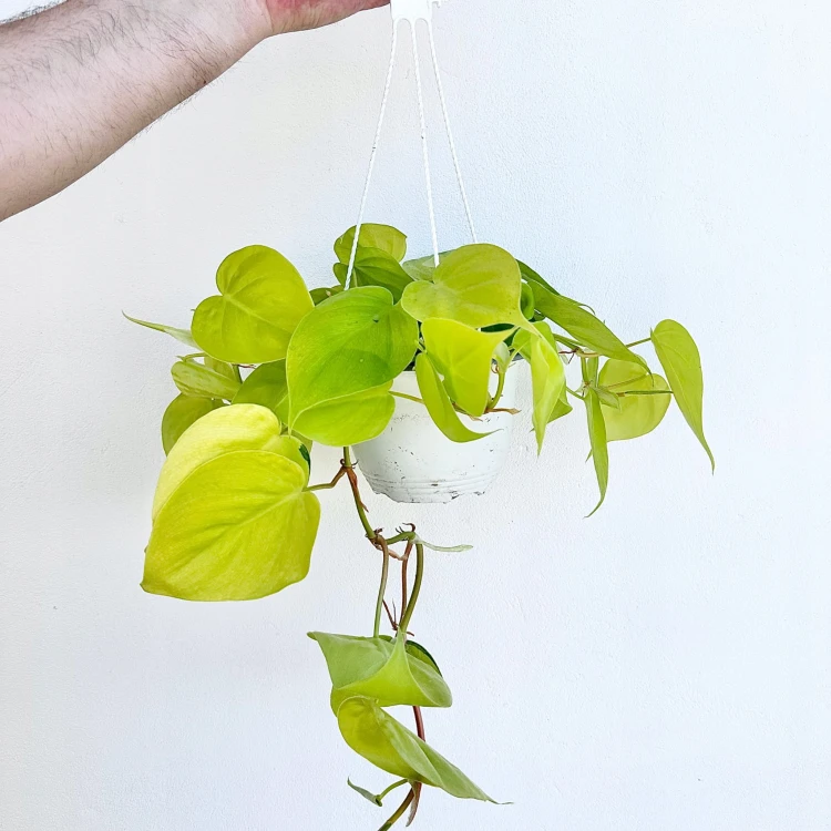 Philodendron Lemon Lime Filodendron P15 wisząca #3