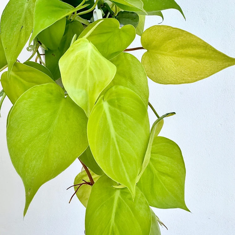 Philodendron Lemon Lime Filodendron P15 wisząca #4
