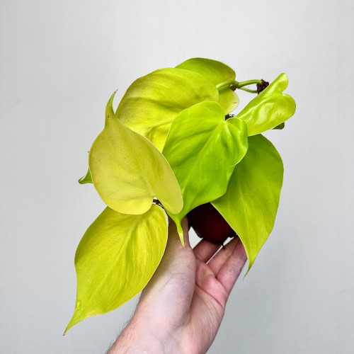 Philodendron Lemon Lime Filodendron P9 #1