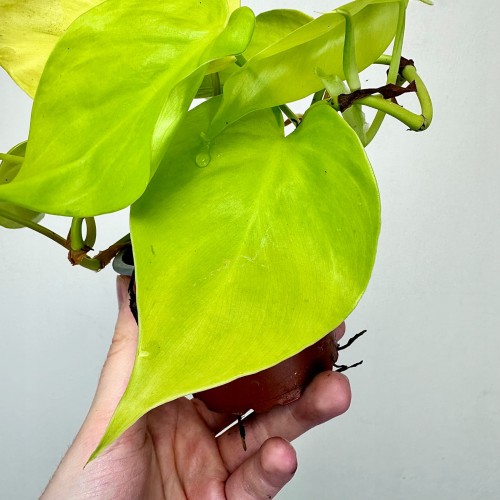 Philodendron Lemon Lime Filodendron P9 #2