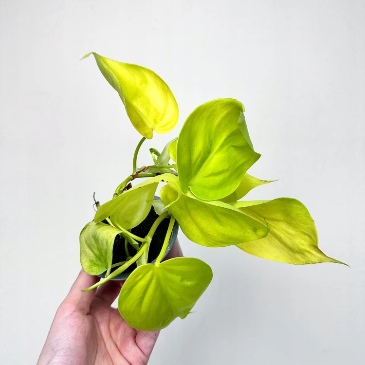 Philodendron Lemon Lime Filodendron P9 #3