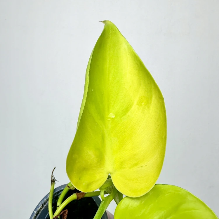 Philodendron Lemon Lime Filodendron P9 #4