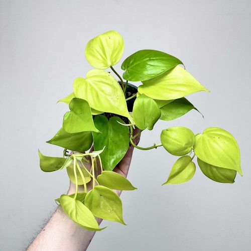 Philodendron Lemon Lime Filodendron P12 #1