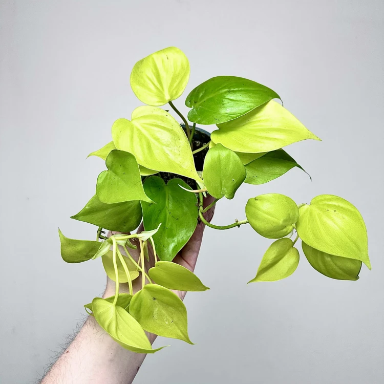 Philodendron Lemon Lime Filodendron P12 #1