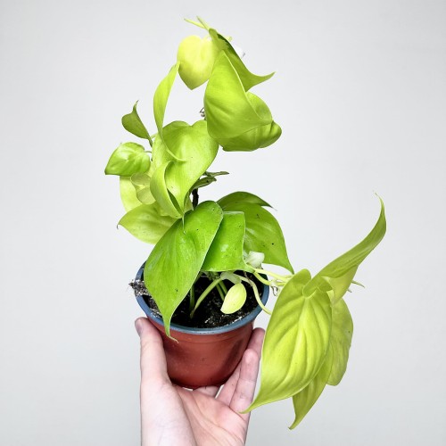 Philodendron Lemon Lime Filodendron P12 #2
