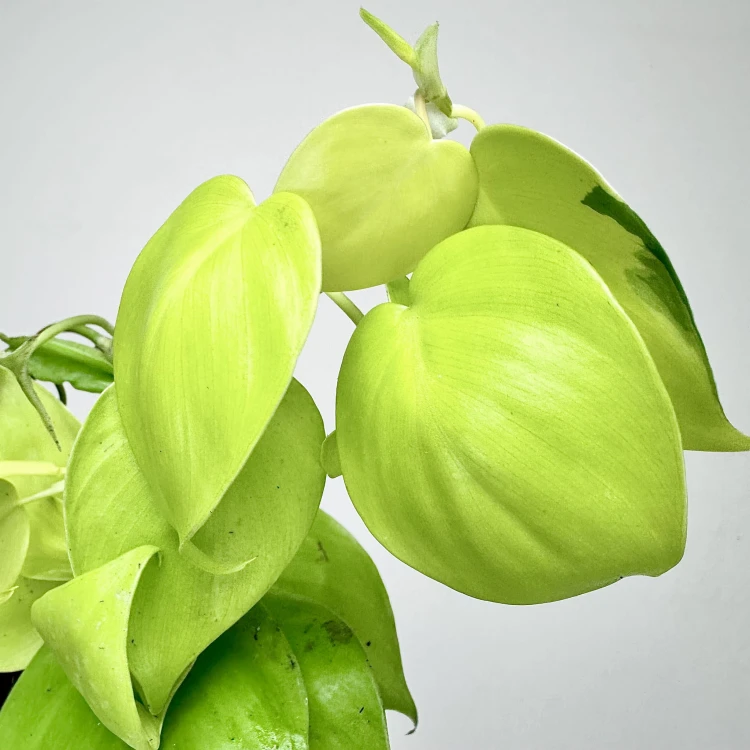 Philodendron Lemon Lime Filodendron P12 #3