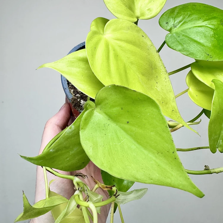 Philodendron Lemon Lime Filodendron P12 #4