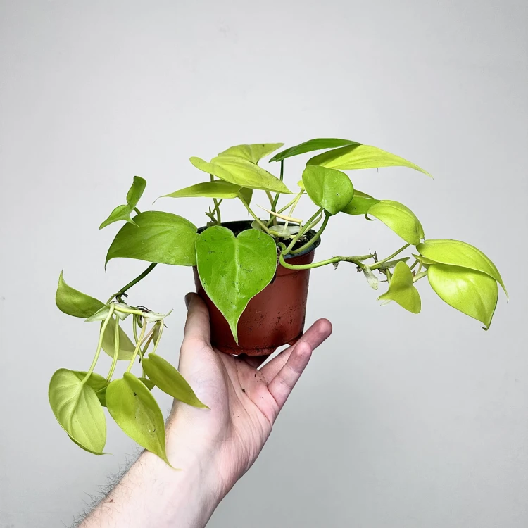 Philodendron Lemon Lime Filodendron P12 #5