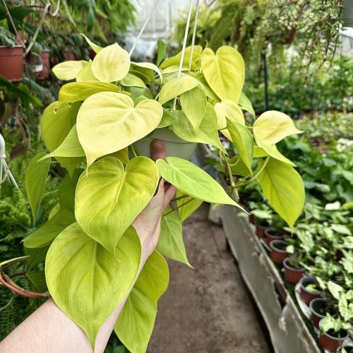 Philodendron Lemon Lime Filodendron P17 wisząca #2