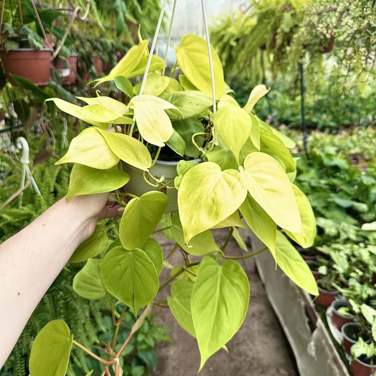 Philodendron Lemon Lime Filodendron P17 wisząca #3