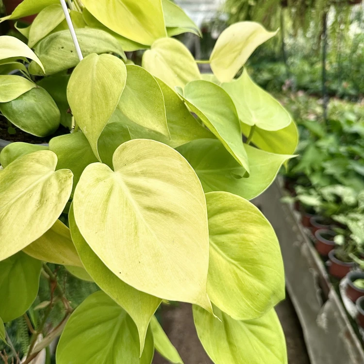 Philodendron Lemon Lime Filodendron P17 wisząca #4