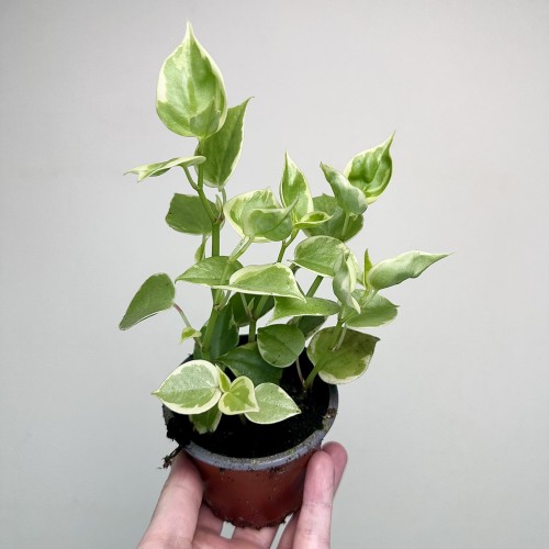 Peperomia Scandens Variegata P9 #1