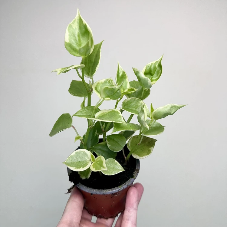Peperomia Scandens Variegata P9 #1