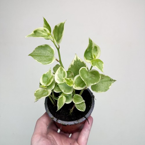 Peperomia Scandens Variegata P9 #2