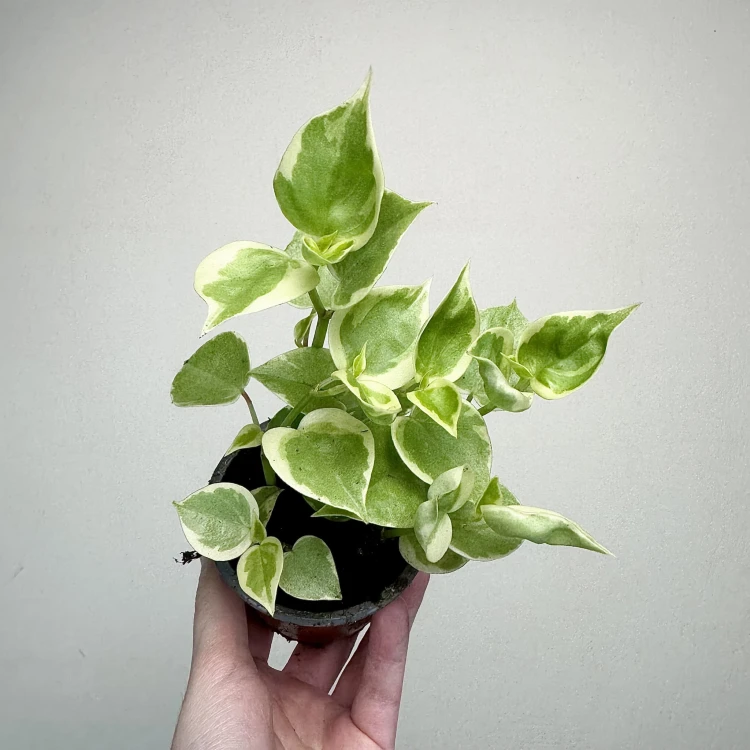 Peperomia Scandens Variegata P9 #3
