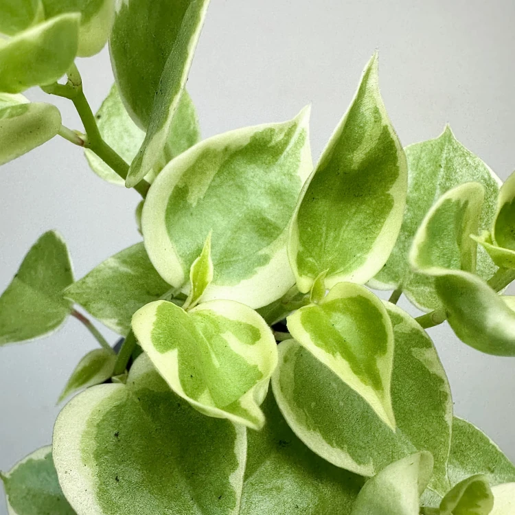 Peperomia Scandens Variegata P9 #4