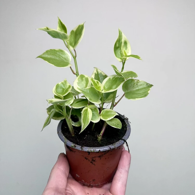 Peperomia Scandens Variegata P9 #5