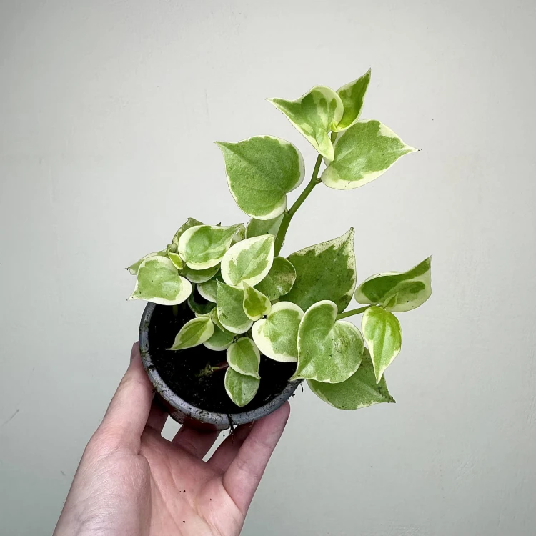 Peperomia Scandens Variegata P9 #6
