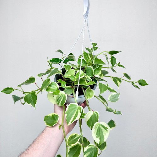 Peperomia Scandens Variegata P15 wisząca #1