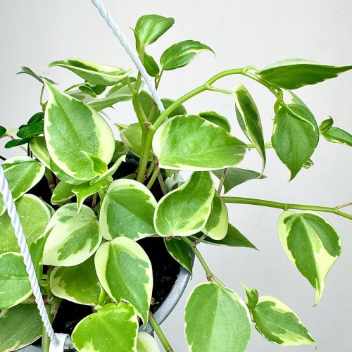 Peperomia Scandens Variegata P15 wisząca #2