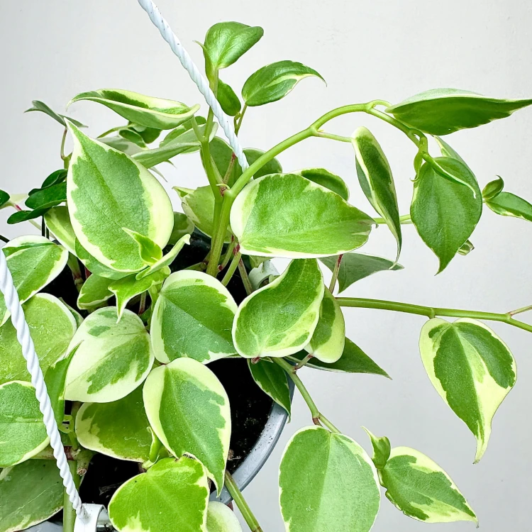 Peperomia Scandens Variegata P15 wisząca #2