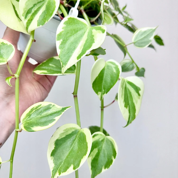 Peperomia Scandens Variegata P15 wisząca #3