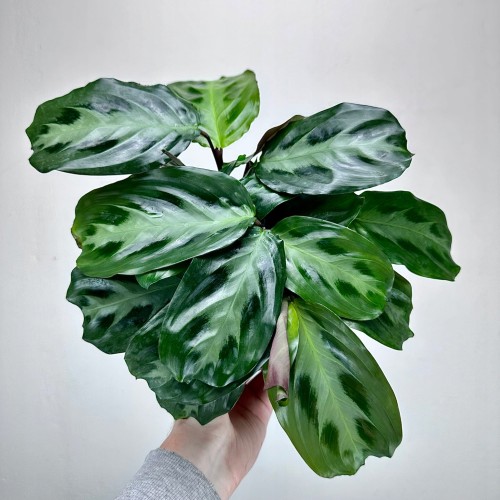 Maranta Cristata P14 #1