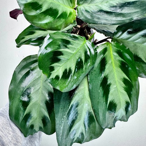 Maranta Cristata P14 #2