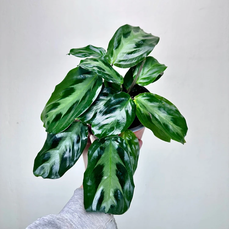 Maranta Cristata P14 #3
