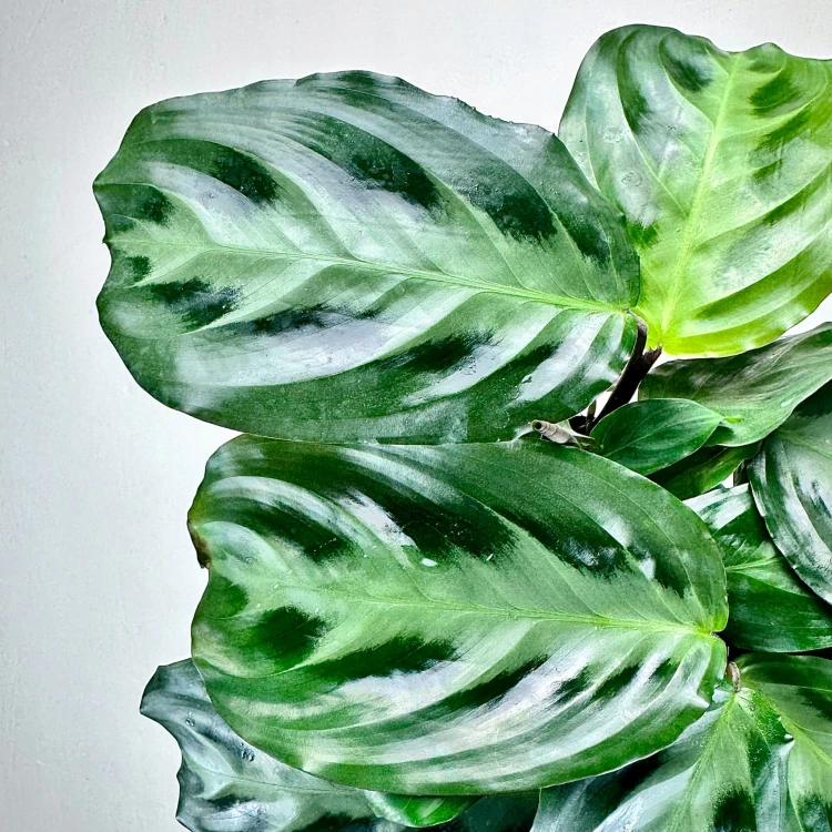 Maranta Cristata P14 #4