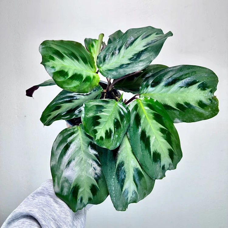 Maranta Cristata P14 #5