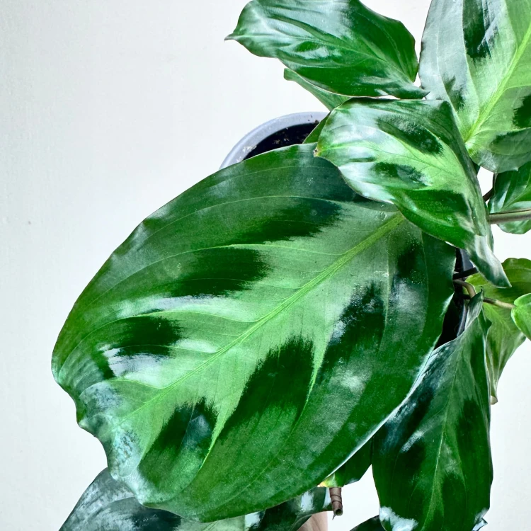 Maranta Cristata P14 #6