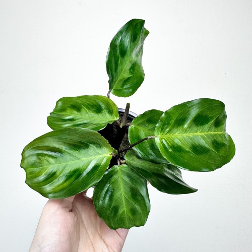 Maranta Cristata P9 #1