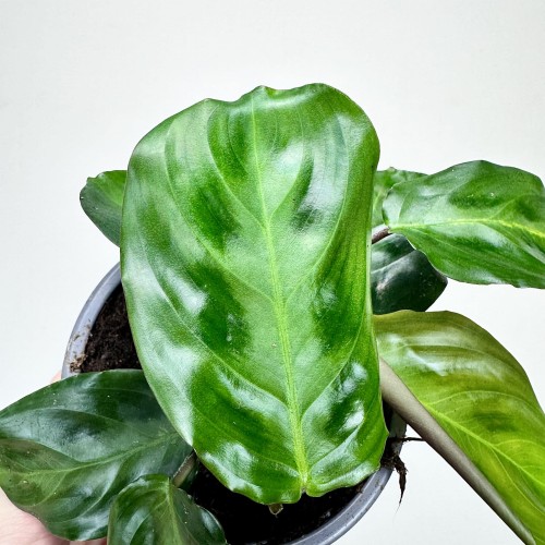 Maranta Cristata P9 #2